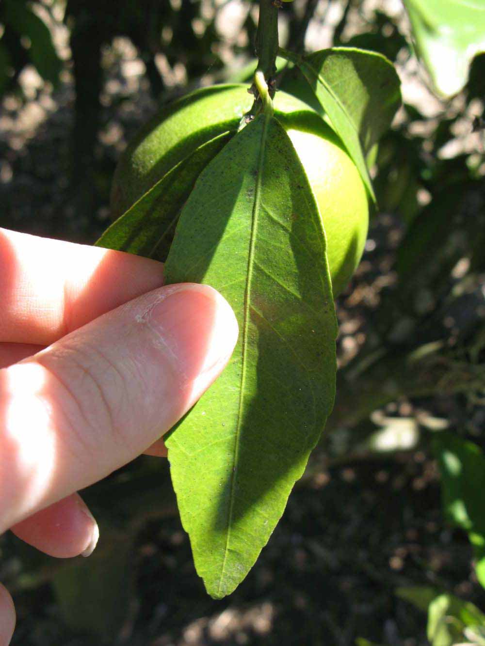              Unifoliolate leaf (Winter Haven, FL)       